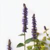 100 Anise Hyssop Seeds - SemiSauvage Permaculture