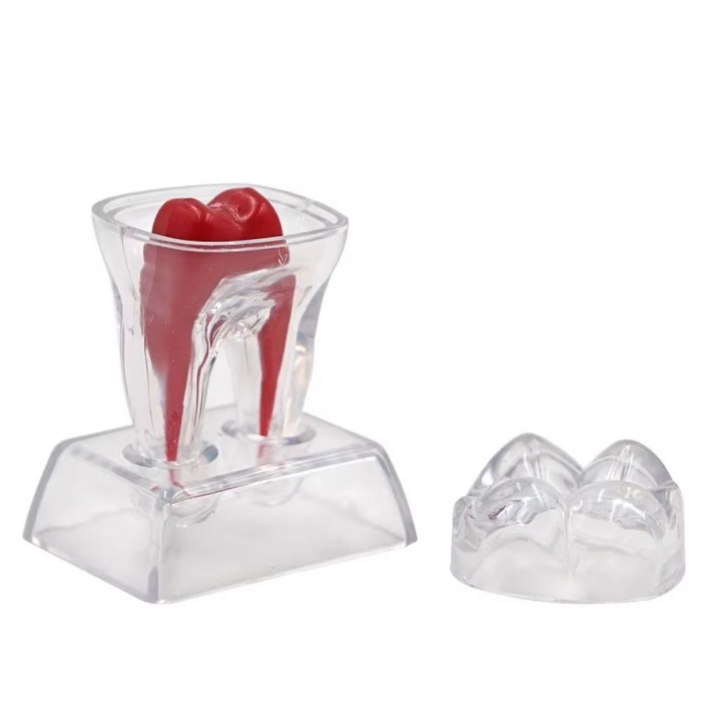 With Base Dental Anatomical Structure Tooth Disintegration Ornaments Practice Studying Tool