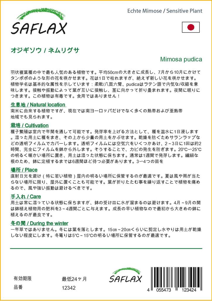 SAFLAX Sensitive Plant - 70 семян - С горшечным субстратом для лучшего выращивания - Mimosa pudica