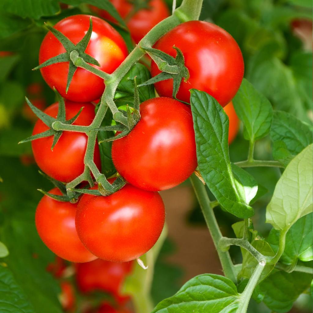 VEGETABLE SEEDS SET On the Balcony TERRACE 9 Varieties Seeds for Easy Cultivation In Pots