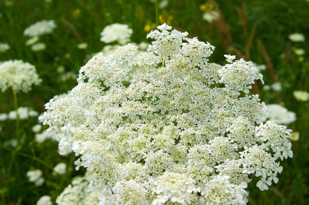 SAFLAX Garden in the Bag - Органический - Тмин - 800 семян - С субстратом в подходящем пакете-стойке - Carum carvi