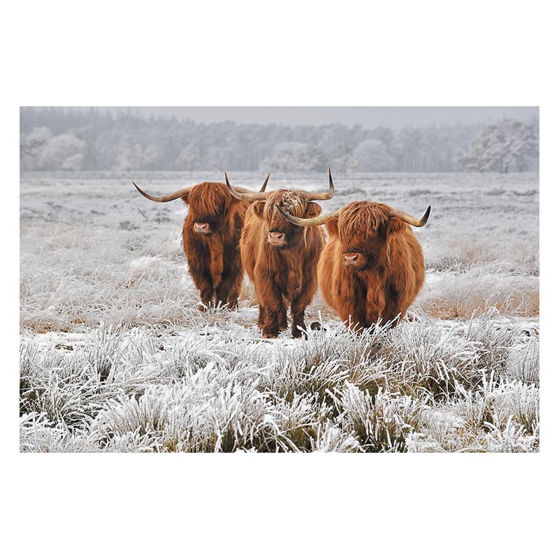 Scottish Highland Brown Cow Painting Canvas Print Poster Rustic Wall Art Farm Animals Picture for Living Room Home Decor Cuadros