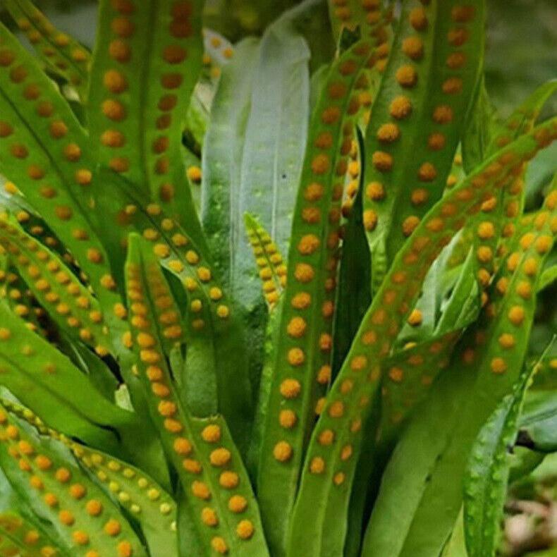 Чай с дикой ископаемой травой горы Чанбайшань, золотой травой, эссенциями почек для мужского здоровья