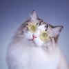 Модная Собака, Кошки, Очки Для Домашних Животных, Творческий Тенденция, Фотосъемка, Круглая Оправа, Маленькая Игрушечная Кукла в Солнечных Очках