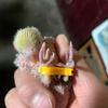 5 шт. Инструмент для коррекции ног цыплят Безопасный Нетоксичный Стабилизатор ног Исправление Х-образных ног для Рутинной Курицы Попугая Домашнего Разведения