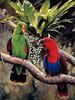 5D Diamond Painting Parrot Diamond Embroidery Full Round Drill Kits Animal Mosaic Diy Home Decor Art