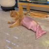 Mermaid Cat Halloween Costumes Sparkly Cosplay Dog Clothes Outfit for Small Kitten Birthday Party Dressing Up Pet Costumes   Cos