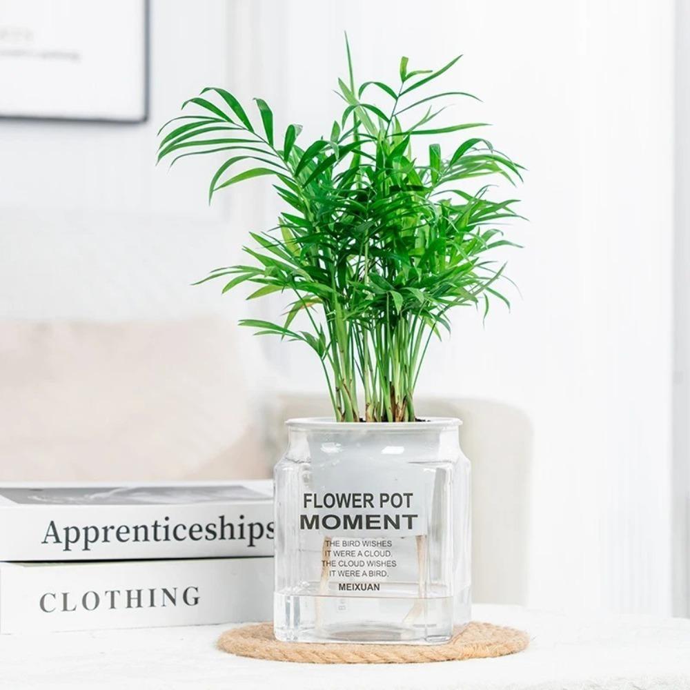 Plastic Hydroponic Plants Pot Self Watering Office Bonsai Decor