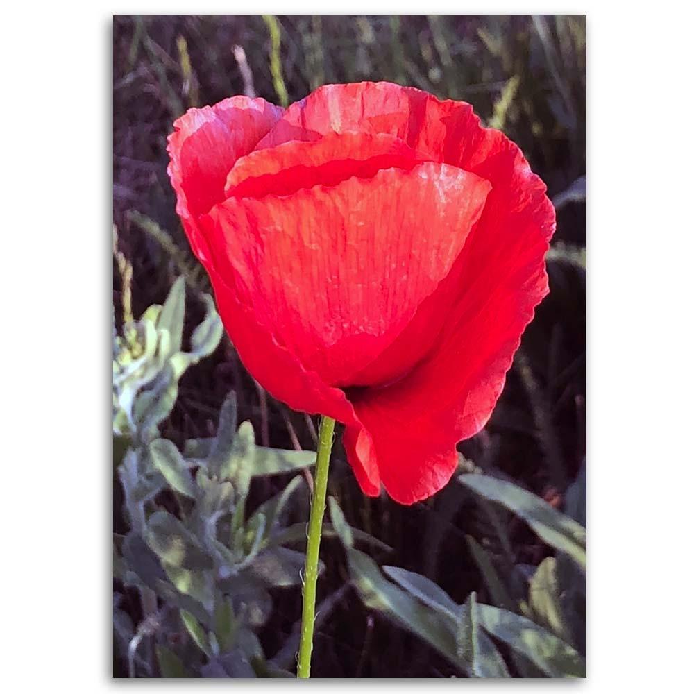 Canvas Print Red Poppy Flower Nature
