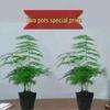 Pre-owned Fengwen Bamboo Indoor Potted Plant – Year-round Green Bonsai for Easy Care in Living Rooms or Offices.