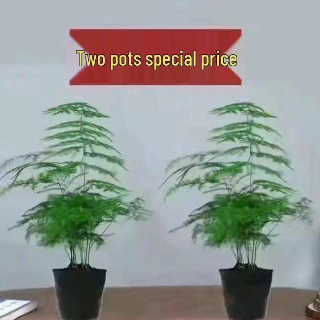 Pre-owned Fengwen Bamboo Indoor Potted Plant – Year-round Green Bonsai for Easy Care in Living Rooms or Offices.