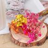 30Pcs Dried Bouquet No-wilting UV-resistant Non-fading Practical Natural Plants Preserve Floral Party Supplies