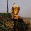 Resin Eagle Lawn Lamp Brown Patio Lights Creative Garden Decoration Lamp  Outdoor