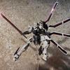 Шварцетта Ведьма из Меркурия HG 1/144 Мех Сборка Модель Подвижный Комплект Фигурки Аctions Украшения Орнамент Мальчик Игрушка Подарок