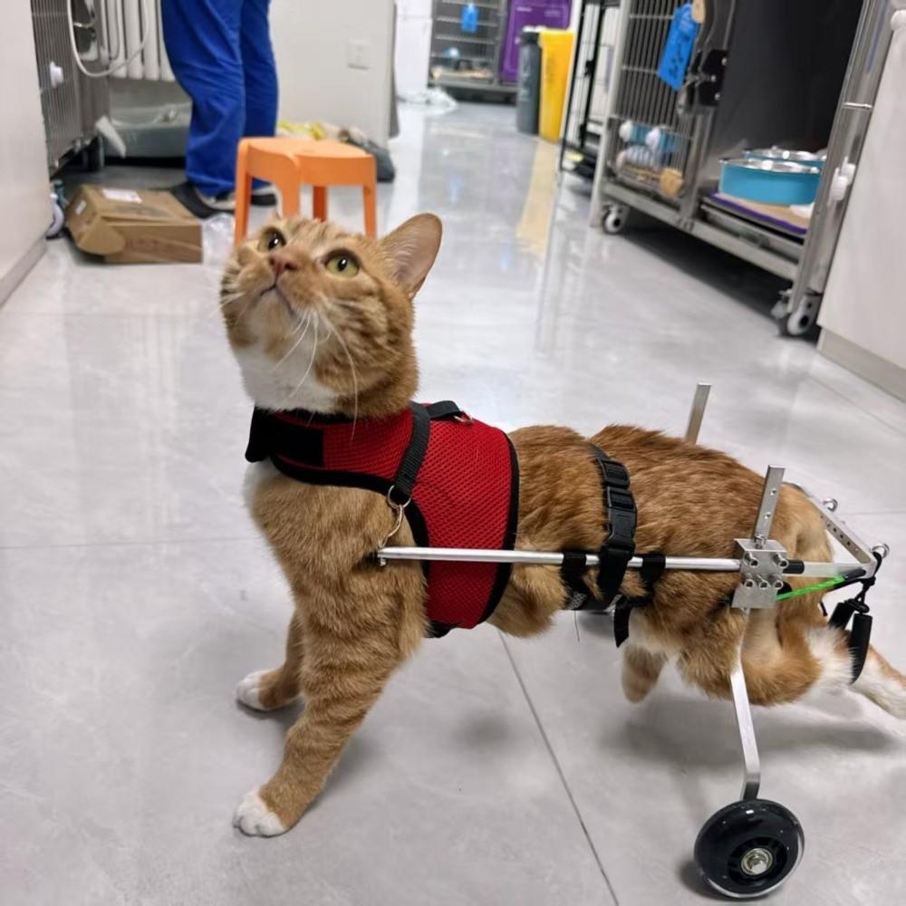 Breathable Harness Cat Wheelchair Adjustable Cat Mobility Scooter Pet Wheelchair Disabled Pets