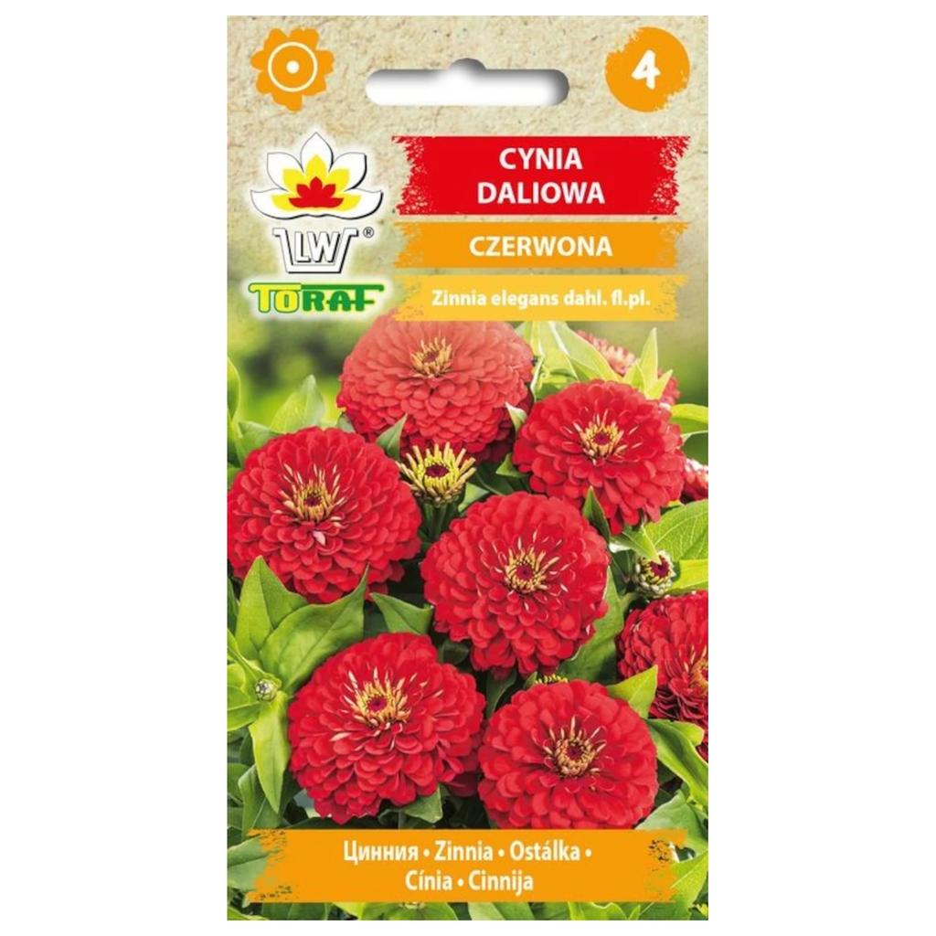 Red dahlia zinnia 1g