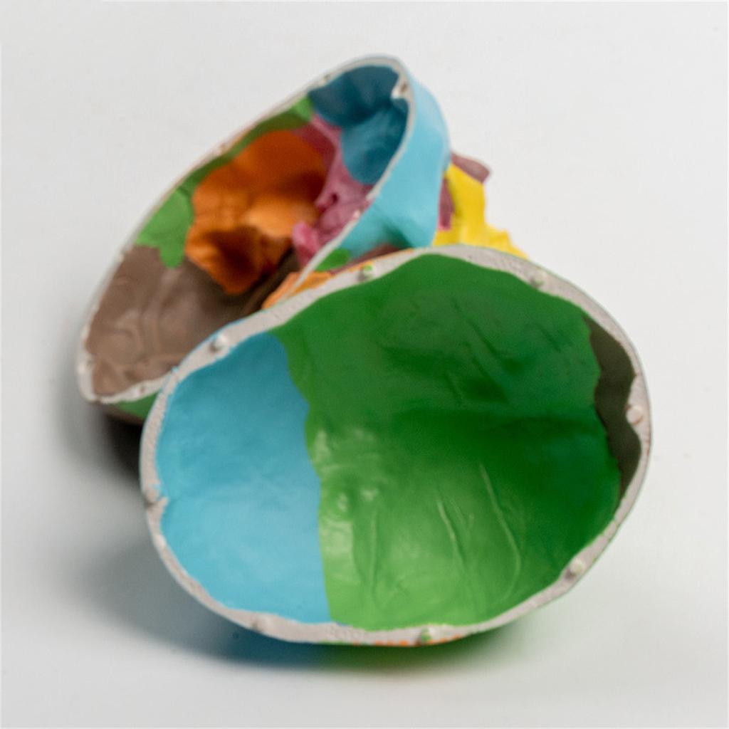 Анатомическая разобранная цветная модель черепа человека, анатомическая модель органов человека, съемная научная анатомическая модель для изучения