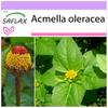 Кресс-салат - 500 семян - Acmella oleracea
