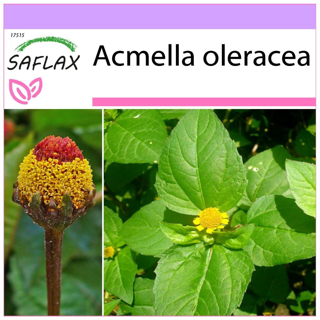 SAFLAX Кресс-салат - 500 семян - Acmella oleracea