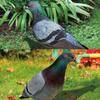 Garden Pigeon Outdoor Space Package Content Specifications