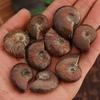 Crystal Collectibles Specimen Fossil Ammolite Facet Madagascar Stone Natural Iridescent Ammonite