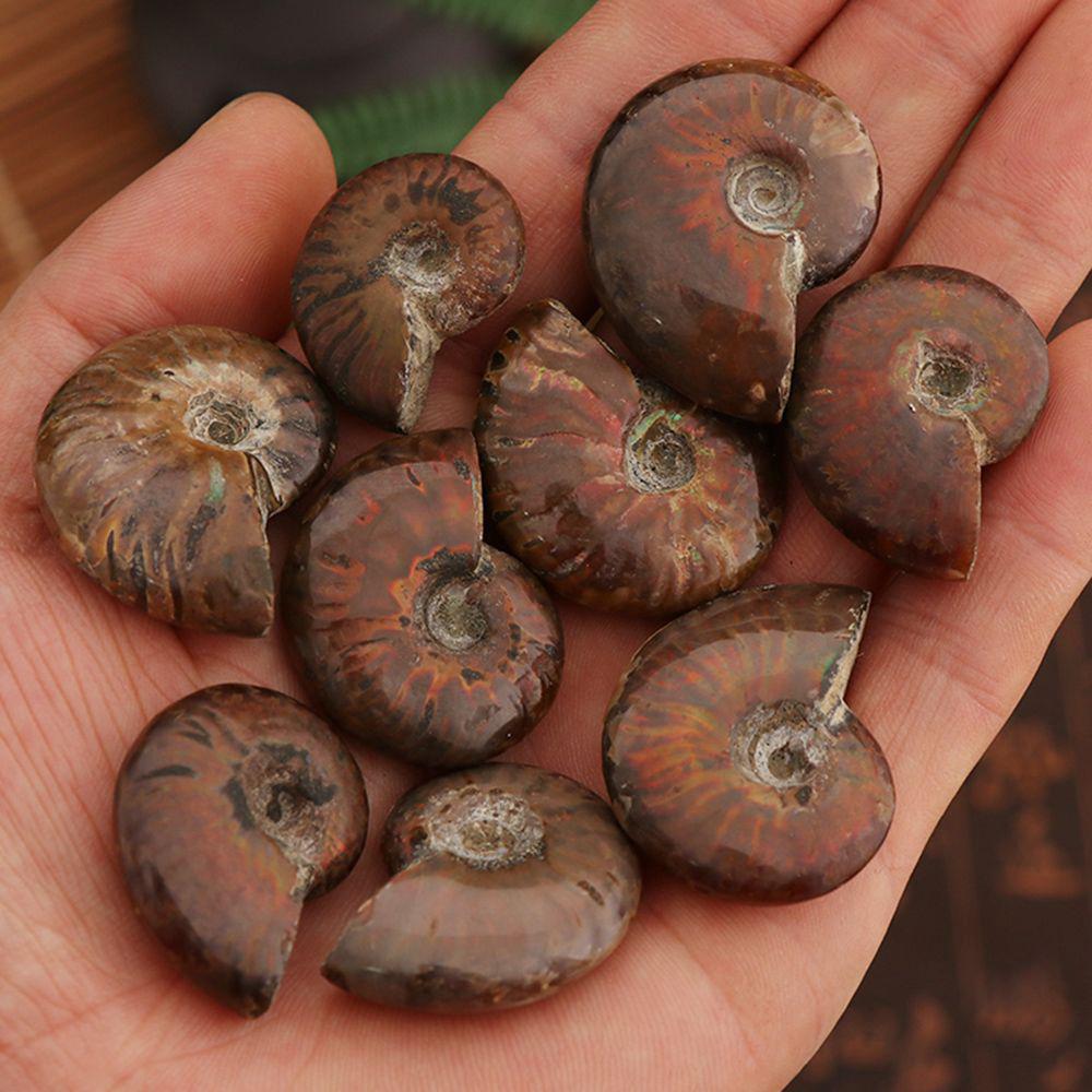 Crystal Collectibles Specimen Fossil Ammolite Facet Madagascar Stone Natural Iridescent Ammonite