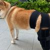 Flexible Dog Knee Brace Breathable Pet Recovery Bandage Soft Dog Leg Protector  Joint Protection