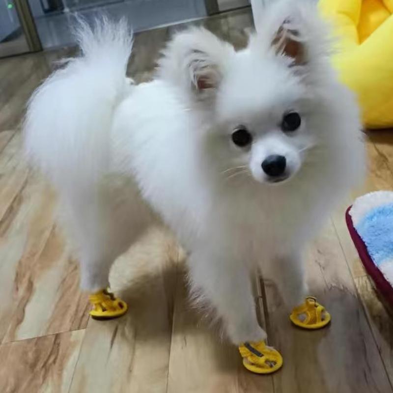 4pcs Summer Mesh Pet Sandals Shoes For Small Dogs Anti-skid Cow Tendon Sole Puppy Dog Sneakers Chihuahua Mascotas Accessories