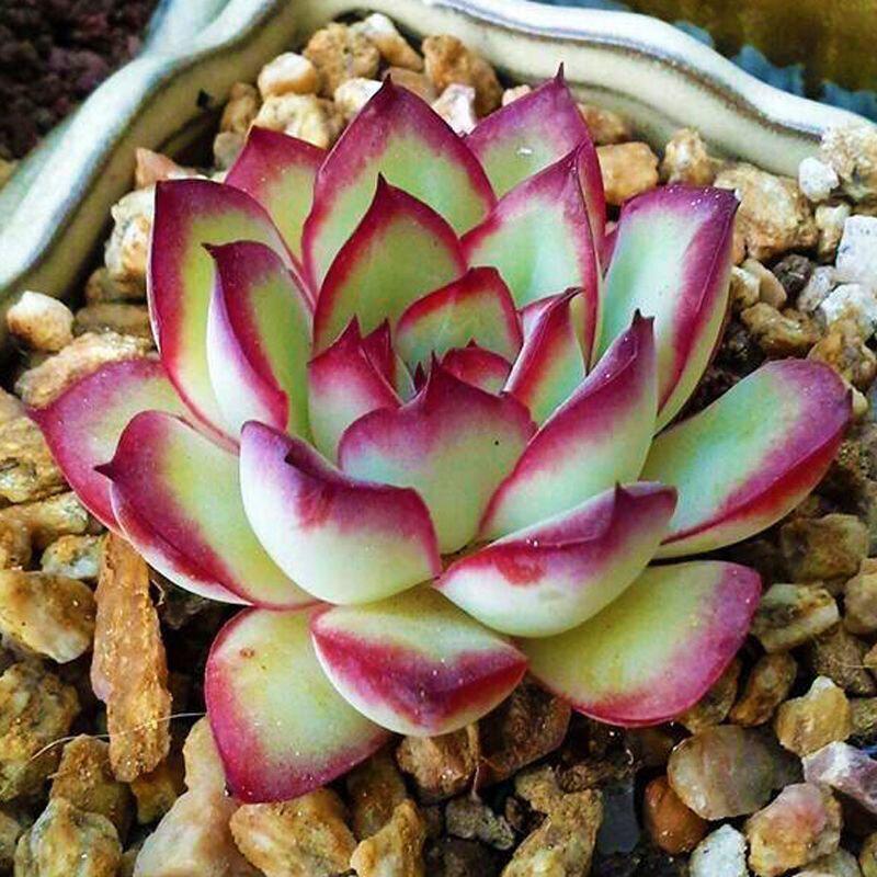 Lingyin Multi-Headed Succulent Planter: Creative Beginner's Office Plant for Radiation Protection