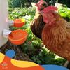 1шт, Кормушка для воды для курицы, утки, гуся, индейки и кролика, красный синий оранжевый