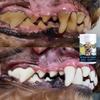 Remove Dirt and Plaque from the Surface of Pet Teeth
