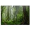 Canvas Print, Tropical Jungle Forest