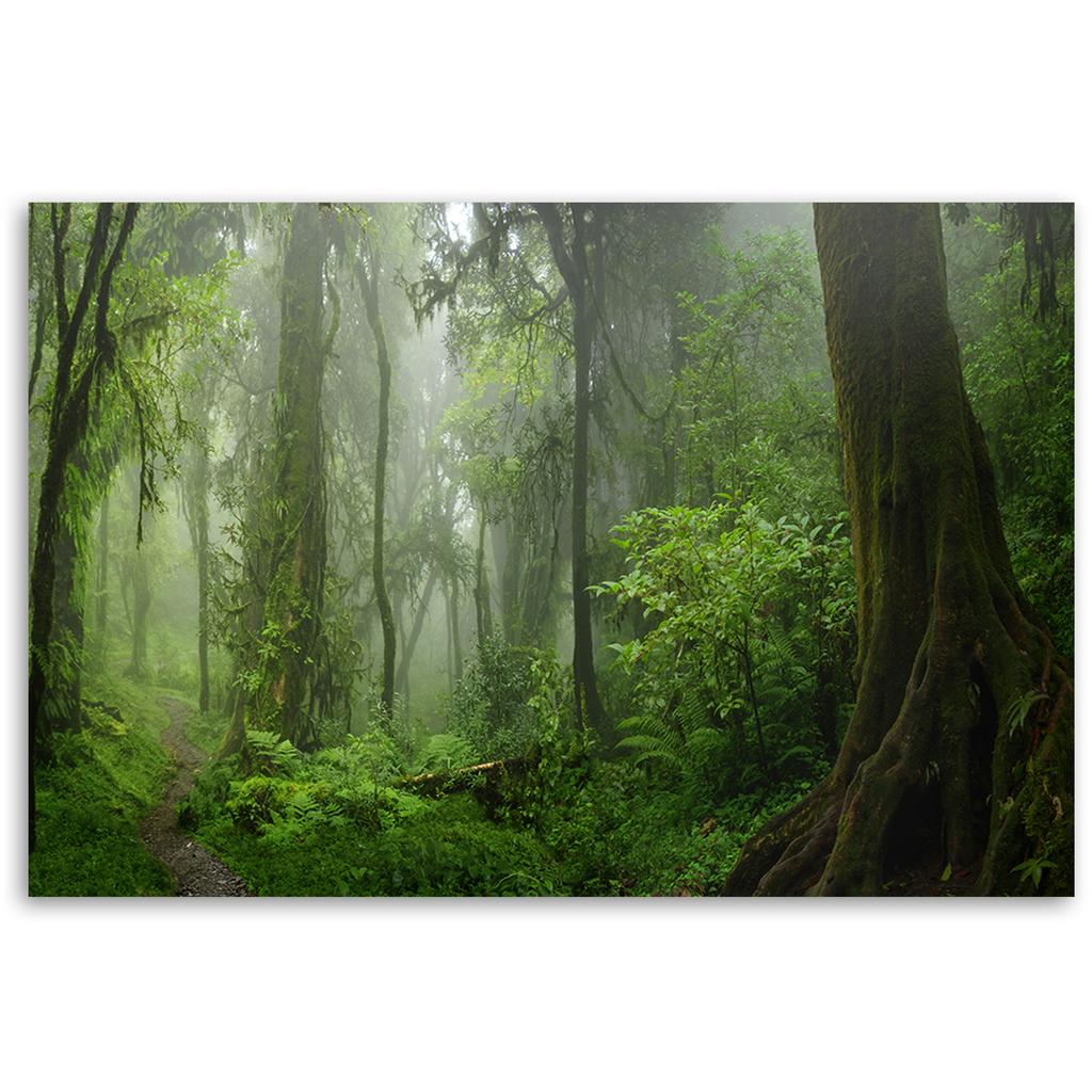 Canvas Print, Tropical Jungle Forest