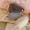 Simulation of Big Mouse Plush Doll Blue Gray Squid Mouse Doll Big Mouse Sofa Pillow Cushion