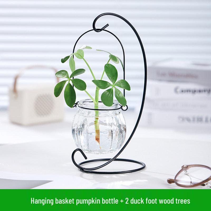 Indoor Desktop Murraya: Easy-Care Blooming Green Hydroponic Plants for Office & Living Room