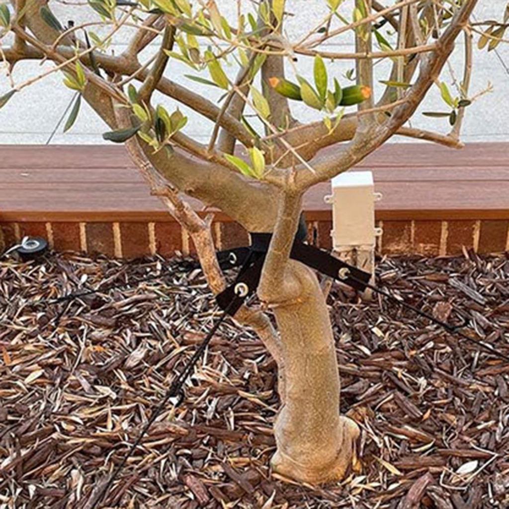 4 шт. ветрозащитный ремень для деревьев, опорный ремень для садовых растений, фиксирующий ремень, устойчивый к ураганам, нейлоновый ремень