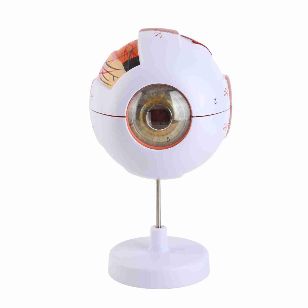 Eye Anatomy Model 6X Enlarged Strong PVC 7 Parts Easy Disassembly Human Eyeball Model for Teaching Education Decoration
