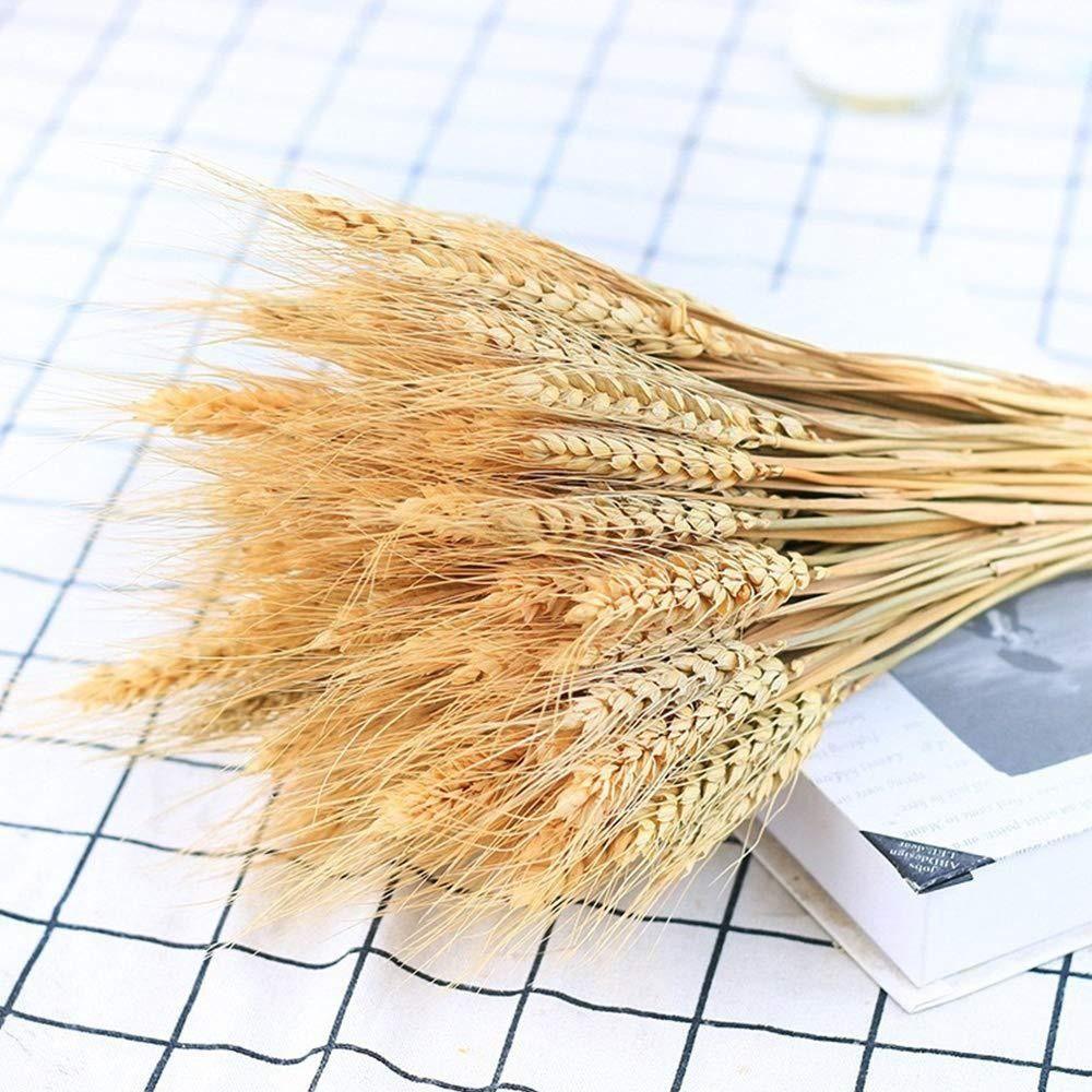 50pcs Natural Dried Wheat Stalks Rustic Dried Flowers Dry Wheat Spikes Home Kitchen Decoration