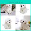 Очаровательная белая мальтийская плюшевая игрушка, наполнена волокном, длинношерстное чучело животного, 33x24x16см/38x26x21см