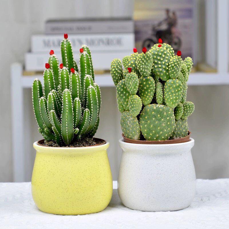 Easy-Care Succulent Arrangement: Wealth-Attracting Mountain Cacti & Flowers for Office or Living Room Décor