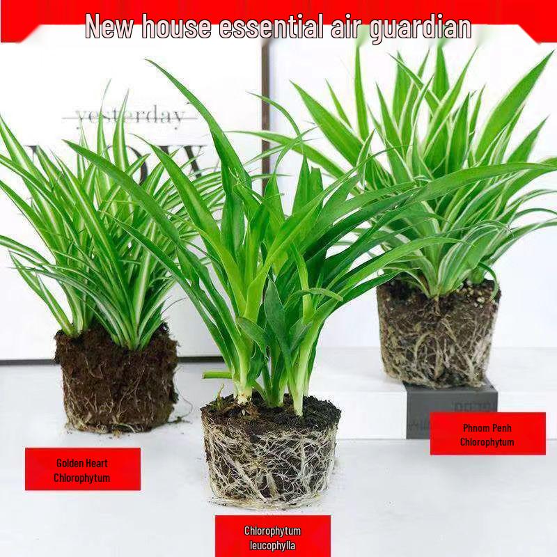 Golden Edge Spider Plant - Air-Purifying Potted Greenery for All Seasons