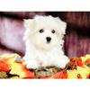 Полный комплект для вышивки квадратным алмазом Собака ручная работа Новое поступление Алмазная картина Мозаика с изображением животных Лист Украшение для дома
