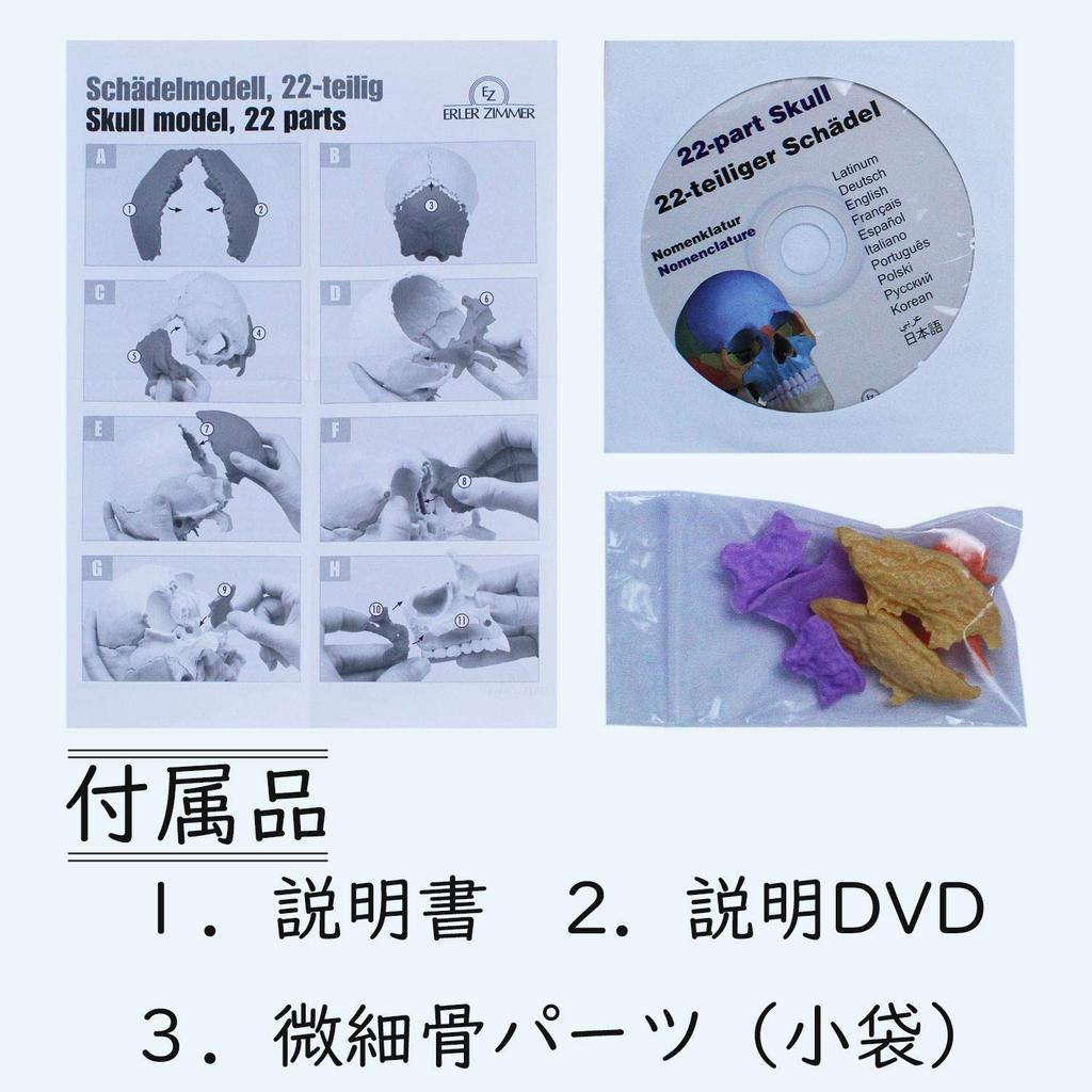 ERLER ZIMMER Magnetic Skull Craniosacral Model Creniotherapy Osteopathy In (Germany) 22-section [Back Stock]