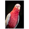 Colorful Parrot Poster Beautiful Bird Wall Art Animals Pictures Canvas Print Living Room Home Aesthetics Decor Painting Cuadros