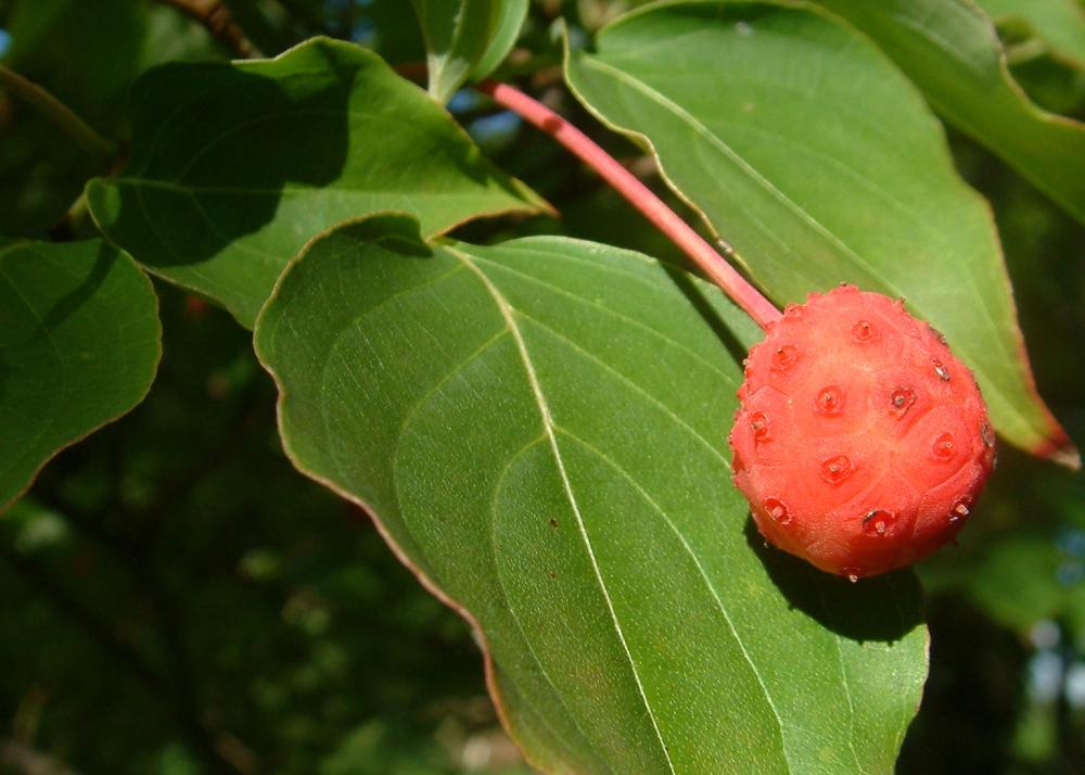 SAFLAX Подарочный набор - Кизил китайский - 30 семян - С подарочной коробкой, карточкой, этикеткой и субстратом для горшков - Cornus kousa