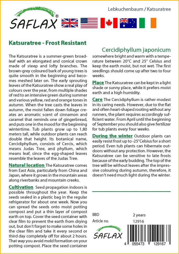 SAFLAX Кацуратри - 200 семян - Cercidiphyllum japonicum