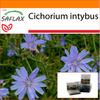 Garden in the Bag - Цикорий - 250 семян - С субстратом в подходящем пакете - Cichorium intybus
