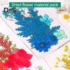 10 Pcs Pressed Dried Flowers Flat Real Dried Blooms All-Natural Colored Dried Flowers for DIY Crafts Scrapbooking Face Decoration