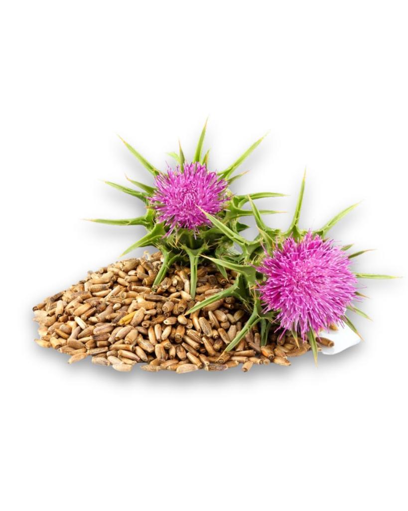 Milk Thistle Seed For A Strong Liver 1Kg