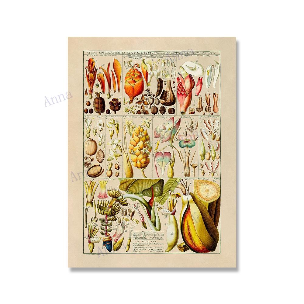 Adolphe Millot Encyclopedia Poster Fruit Botanical Mushrooms Herbs Flowers Canvas Paintings Print Vintage Wall Art Room Decor